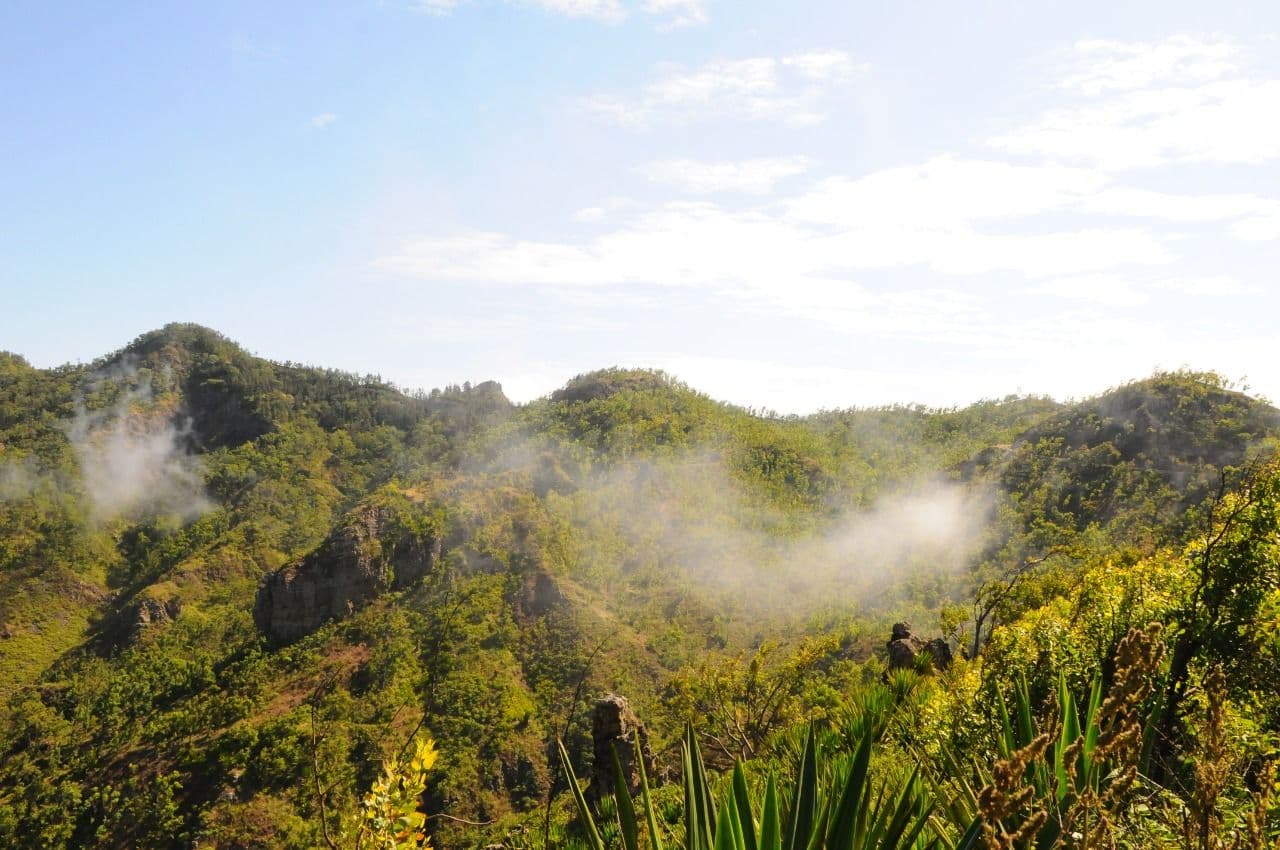 Campanha de plantação de árvores